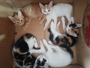 продаются щенки немецкой овчарки: Кошка даром: Беспородная, Девочка, Приучена к лотку, Проглистована