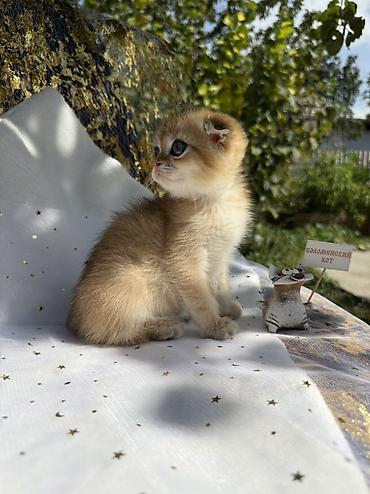 кошка майкун: Шотландский вислоухий котёнок, окрас золотая шиншилла (golden — 7