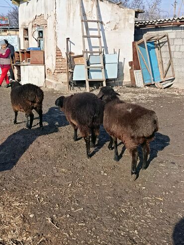 Бараны, овцы: Продаю | Овца (самка), Баран (самец) | Гиссарская | Для разведения | Осеменитель, Матка — 2