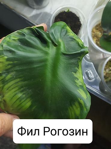 Другие комнатные растения: Продаю цветы — 6