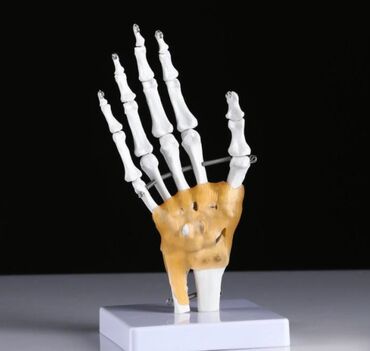 скелет человека: Макет "Кистевой сустав человека" 22*12см