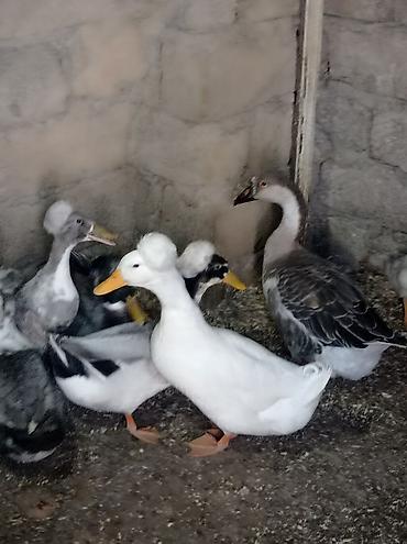 qus bazari bakida: Salam 4 Erkey 1 dişidi hamsida kekilidi 2 dene de 2 ay yarımlıq — 3