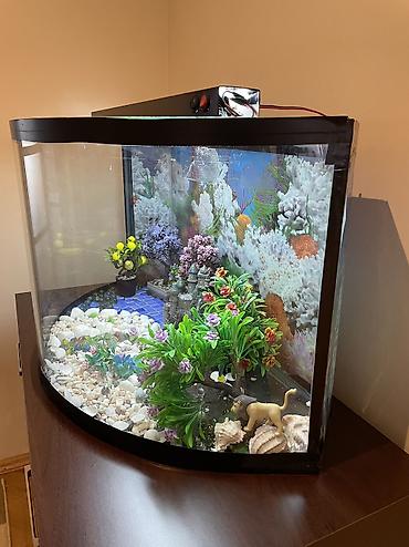 su heyvanlari: Boş, 200 l, Ünvandan götürmə — 2