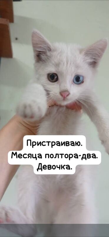 купить кот кот: Ищу котятам своего человека. Белая девочка с разноцветными глазами -