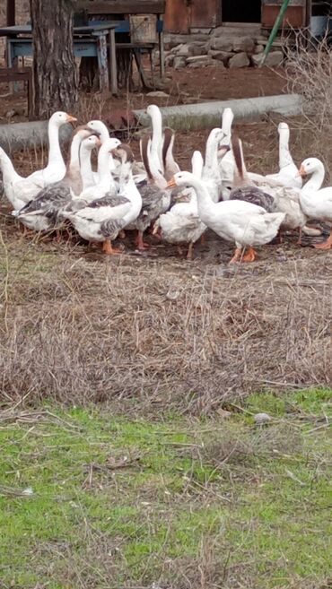 Qazlar: Erkək, | Linda, Damazlıq, Ünvandan götürmə — 5