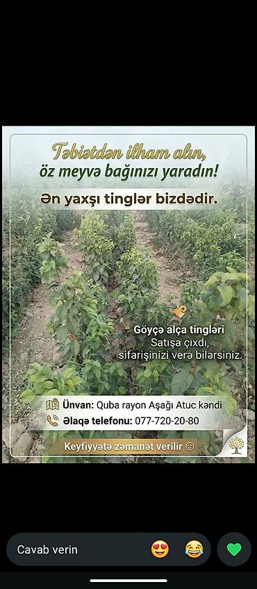 ev gülleri ve adlari: Məhsul: Göyçə alça tingləri Əsil Göyçə Alçasinin tingleridir Çox — 3