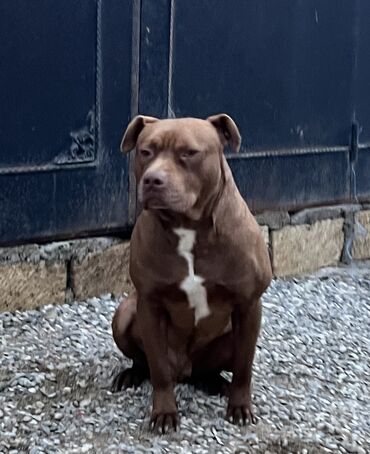 kirpi heyvan: Pitbul, 1 ay, Erkek