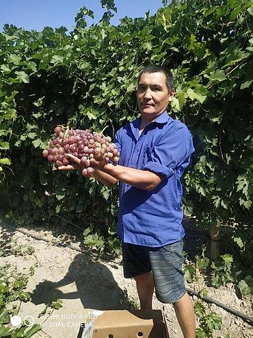 Виноград: Виноград В розницу — 6