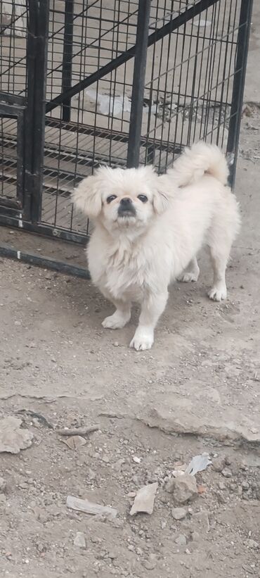 Vauxhall: Pekines, 1 il, Dişi