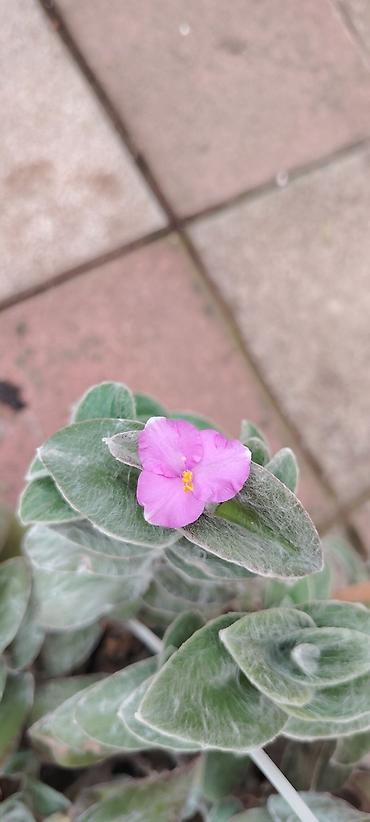 kalanxoe bitkisi: Tradescantia sillamontana (Tül bitkisi) – dekorativ otaq və bağ — 2