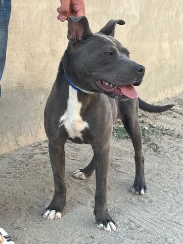 itlə: Pitbul, 9 ay, Dişi, Peyvəndli, Ünvandan götürmə