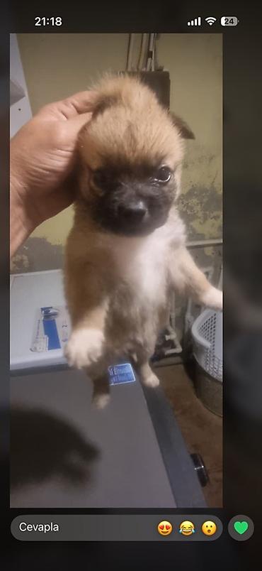 malamut satılır: Pekines, Peyvəndli — 2