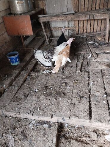 Hinduşka: Erkək, Kanada, Amerika, Yumurtalıq, Ünvandan götürmə, Ödənişli çatdırılma — 21