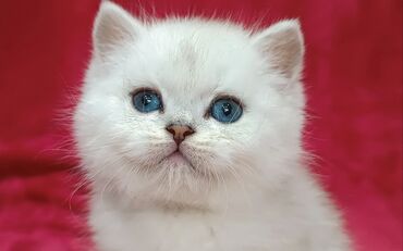 персидский кот цена: Предлагается к предварительному резерву шикарный шотландский котенок
