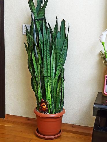 Sansevieria (Qaynana Dili) – iri otaq bitkisi, qəhvəyi plastik dibçək lalafo.az -da Sansevieria (Qaynana Dili) – iri otaq bitkisi, qəhvəyi plastik dibçək