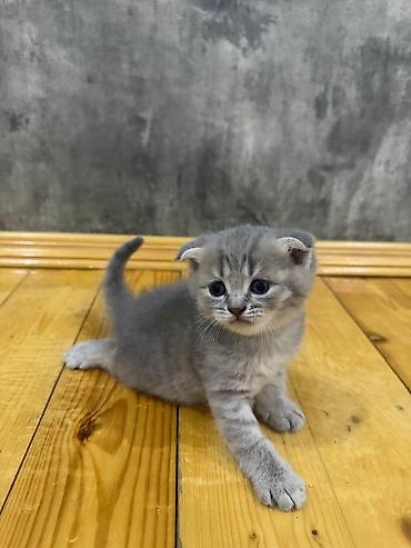profil ucun pisik sekilleri: Britan — 7