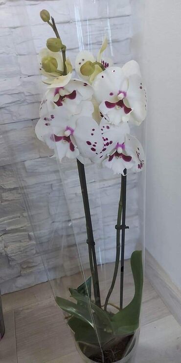 Sobne biljke: 2 orhideje za 2750 multiflore