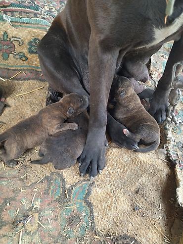 Продажа собак: Щенки Питбуля чистокровные гарантия,бронирование, родились 28 апреля — 5
