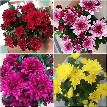 Хризантема: Продается хризантема мультифлора и корейская. Подростки. По 80 сом — 1