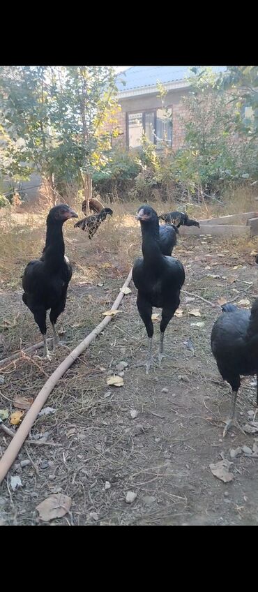 чао чао собака цена: Продаю | Куры, Петух, Цыплята | На забой, Для разведения, Для боев