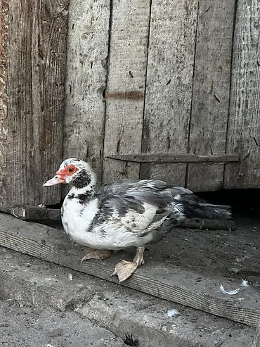bildircin satisi tap az: Şekildeki iki dişi bir erkek lal ordek satilir . Tek tek satilmir — 1