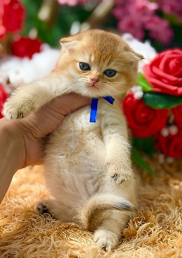 Pişiklər: Britan — 9