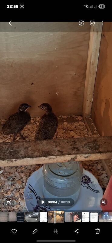 quş yuvaları: Salam. 23.06.2025 bu tarixe qeder 25 gunleri tamamdi. 1 qafqaz 7