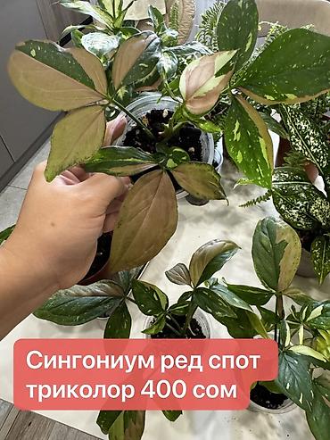 Монстеры: Монстера вариегатная — черенки: - Монстера Альба «Мраморная»: срез — 8