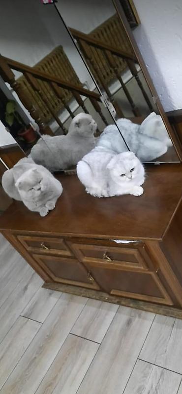 Продажа кошек: Шотландские вислоухие коты (Scottish Fold) - Окрас: кремовый табби с — 3