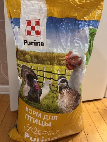 aze az: Salam toyuq cüce bildircin yemi yüksek proteinli heyvan yemleri