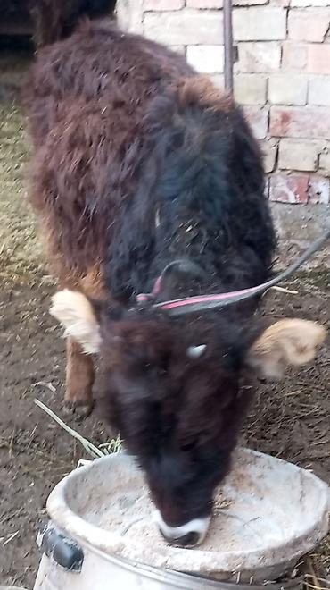 Коровы, быки: Продаю | Тёлка | Для разведения — 8