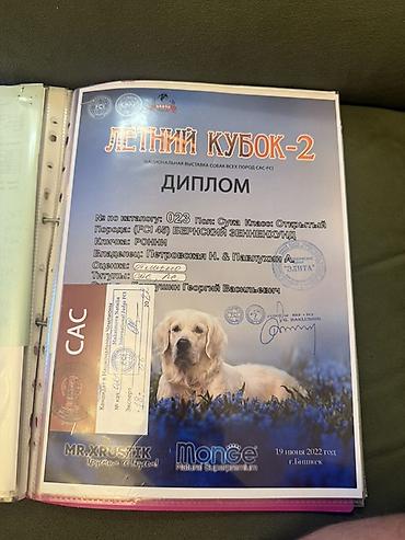 Продажа собак: Бернский зенненхунд, 6 месяцев, Самец, С прививкой — 11