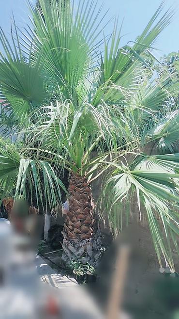 limon ağaçı: Palma ağacı 2 ədəd,biri balacadır,biri böyük.Böyük ağac hündürlüyü 2 — 3