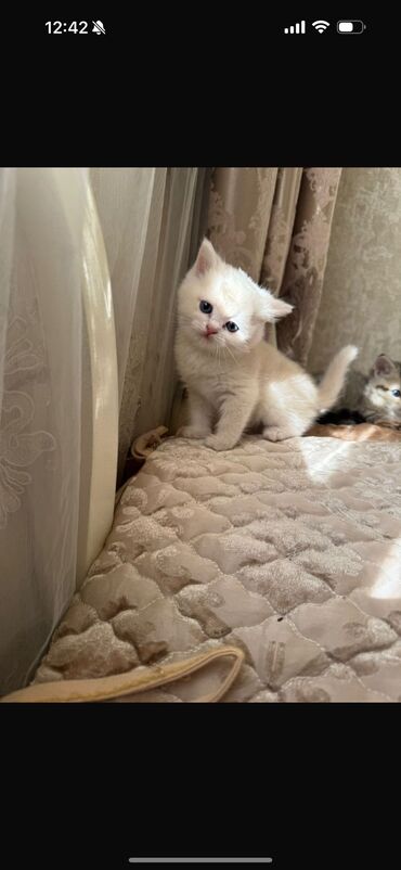 Qaşıqlar: Şinşilla, Erkək