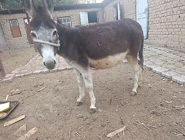 Продам с/х животных: Ассалом алейкум, бооз эшек сатылат жоош. Бир ай Ичи тууйт Алам — 1