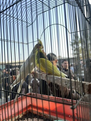 продажа щенков немецкой овчарки с документами в бишкеке: Попугаи в клетке - В комплекте: металлическая клетка с поддоном и at lalafo.kg продажа щенков немецкой овчарки с документами в бишкеке: Попугаи в клетке - В комплекте: металлическая клетка с поддоном и