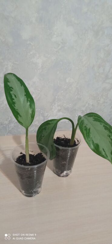 Аглаонема фараон. Аглаонема аквариумное растение. Аглаонема детка. Аглаонема детка. Аглаонема отростки.