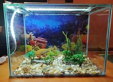 akvarium qiymetleri: Qızıl balıq, Sülhsevər — 1