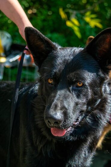 хмонг собака купить москва: Шикарный Кобель на вязку,чистокровный немец,отличный производитель,на