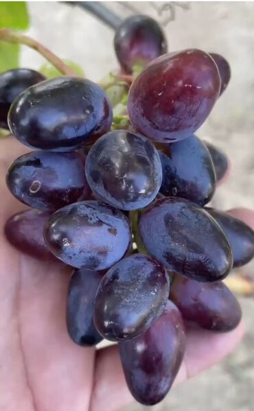 Şitillər: Gəl, bax, seç, apar. Məkan Bilgəh. Köklü Torpaqlı dibçəkdə: Ağ şanı - — 9