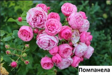 Садовые цветы и кустарники: Саженцы цветка: Розы, Самовывоз, Бесплатная доставка — 24