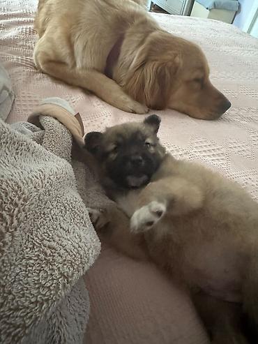 sahibləndirilir: 🐾 Balaca qız itə mehriban ailə axtarırıq! 🐶❤️ Təxminən 1,5 aylıq — 2