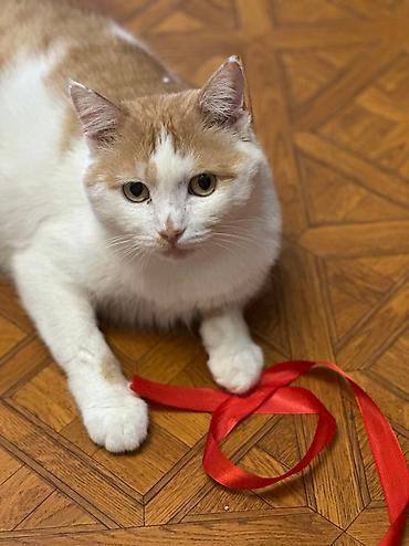 Отдам даром кошку: Кошка даром: Беспородная, 1 год, Мальчик, Кастрирована, Приучена к лотку, Проглистована — 11