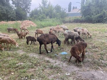наполнитель для животных: Сатам | Ургаачы кой (ургаачы) | Көбөйтүү үчүн | Ургаачы, Токту