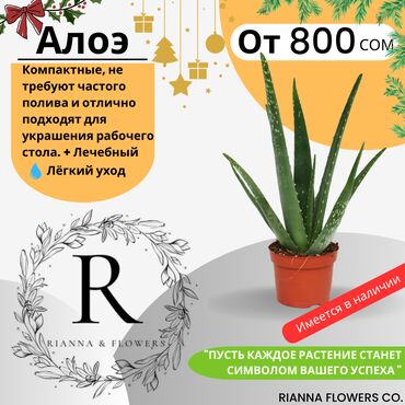 свет мандарин: Алоэ — компактное и неприхотливое растение для вашего офиса или дома 🌿