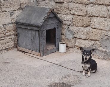 dağıstan iti: Zvonok, 9 ay, Dişi