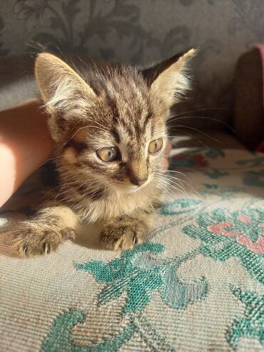 коты маленькие: Отдам котят в добрые руки. Котятам 1.5 месяца, приучены к лотку. 1