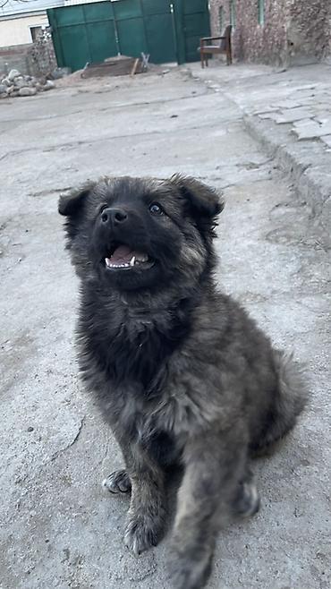 Продажа собак: Щенок метиса 3 месяца (пушистая шерсть «соболь», тёмная маска) — 1