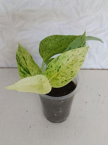 Эпипремнумы и сциндапсусы: Эпипремнумы разных сортов: Марбл Квин, Марбл Эпл, Голден, Глобал Грин at lalafo.kg — 4 Эпипремнумы и сциндапсусы: Эпипремнумы разных сортов: Марбл Квин, Марбл Эпл, Голден, Глобал Грин — 4