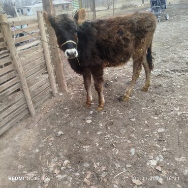 Коровы, быки: Продаю | Бык (самец) | Полукровка | На откорм | Привязанные — 8